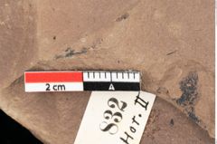 Foto (Detailsansicht) von Quercus palaeoilex Ettingshausen (NHMW-GEO-2024-0188-0832)